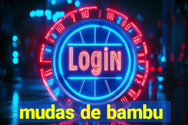mudas de bambu